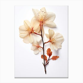 Pressed Wildflower Botanical Art Beechdrops 3 Canvas Print