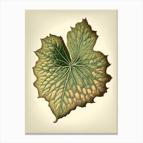 Malva Leaf Vintage Botanical 2 Canvas Print