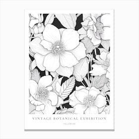 Hellebore B&W Vintage Botanical Poster Canvas Print