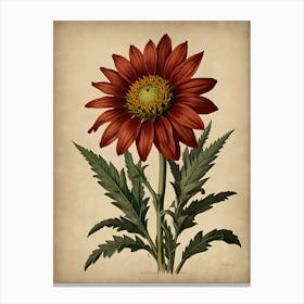 Daisy Canvas Print