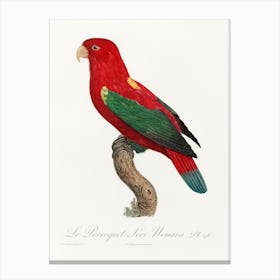 The Chattering Lory From Natural History Of Parrots, Francois Levaillant Canvas Print