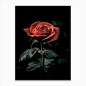 Dark Rose 64 Canvas Print