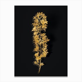 Vintage Cuspidate Rose Botanical in Gold on Black n.0263 Canvas Print