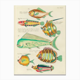 Colourful And Surreal Illustrations Of Fishes Found In Moluccas (Indonesia) And The East Indies, Louis Renard(19) Canvas Print
