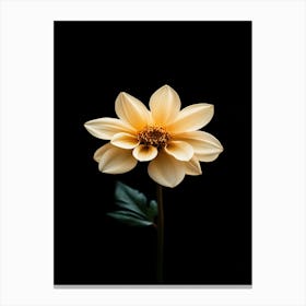 Single Yellow Dahlia On Black Background Canvas Print