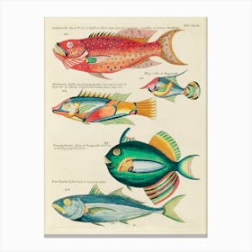 Colourful And Surreal Illustrations Of Fishes Found In Moluccas (Indonesia) And The East Indies, Louis Renard(67) Canvas Print