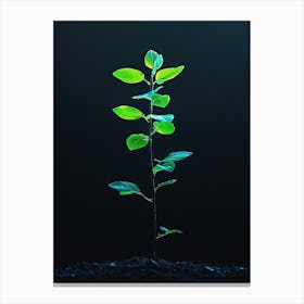 Small Green Plant 2 Canvas Print