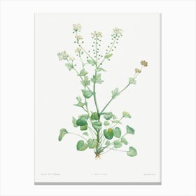 Scurvy Grass, Pierre Joseph Redoute Canvas Print