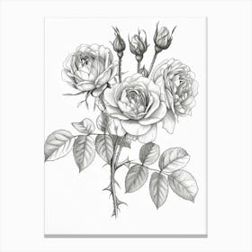 Roses Sketch 57 Canvas Print
