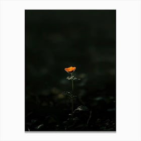 Single Flower In The Dark 59 Canvas Print