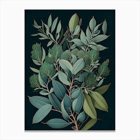 Eucalyptus Herb Vintage Botanical Canvas Print