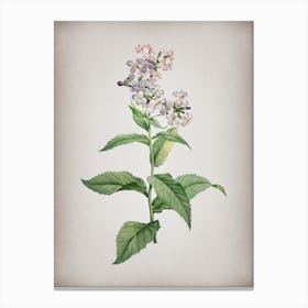 Vintage White Gillyflower Bloom Botanical on Parchment n.0845 Canvas Print