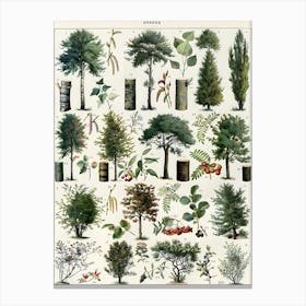 Arbres Biological Tree Plant Diagram Drawings Canvas Print