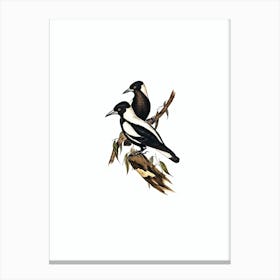 Vintage White Backed Crow Shrike Bird Illustration on Pure White Canvas Print