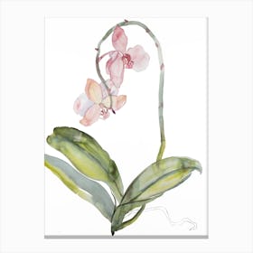 Orchid 9 Canvas Print