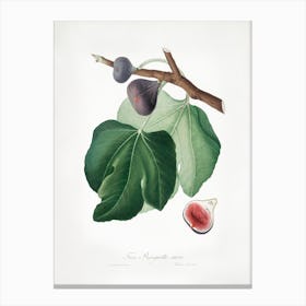 Black Fig (Ficus Carica) From Pomona Italiana (1817 - 1839), Giorgio Gallesio Canvas Print