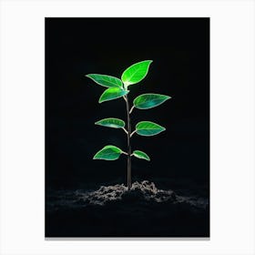 Small Green Plant Growing On Black Background Canvas Print