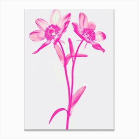 Hot Pink Edelweiss 2 Canvas Print