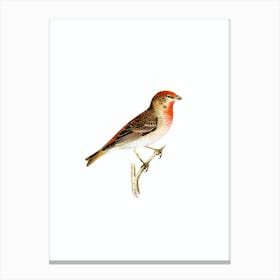 Vintage Common Rosefinch Male Bird Illustration on Pure White n.0096 Canvas Print