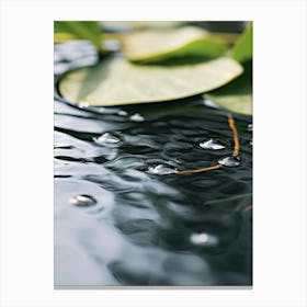 Water Lily 1 Canvas Print