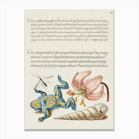 Water Gnat, Martagon Lily, Yellow–Bellied Toad, And European Screw Shell From Mira Calligraphiae Monumenta, Joris Hoefnagel Canvas Print