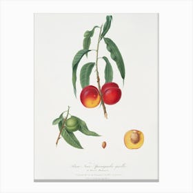 Walnut Peach (Persica) From Pomona Italiana (1817 1839), Giorgio Gallesio Canvas Print