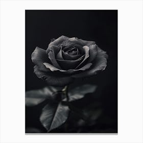 Black Rose 21 Canvas Print