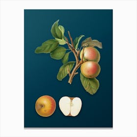 Vintage Pupina Apple Botanical Art on Teal Blue n.0151 Canvas Print