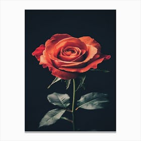 Rose On Black Background 9 Canvas Print