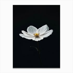 White Cosmos 1 Canvas Print