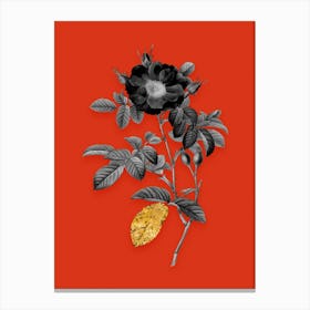 Vintage Red Portland Rose Black and White Gold Leaf Floral Art on Tomato Red n.0388 Canvas Print