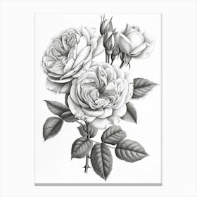 Roses Sketch 55 Canvas Print