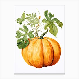 Musque De Provence Pumpkin Watercolour Illustration 3 Canvas Print