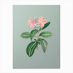 Vintage Starry Osbeckia Flower Botanical Art on Mint Green Canvas Print