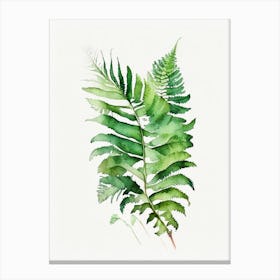 Huperzia Fern Watercolour Canvas Print