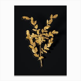 Vintage Creeping Willow Botanical in Gold on Black n.0493 Canvas Print