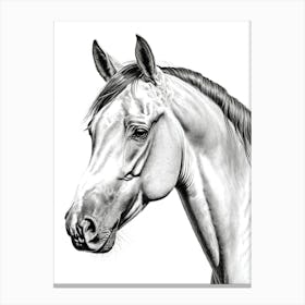 Highly Detailed Pencil Sketch Portrait of Horse with Soulful Eyes 8 Canvas Print
