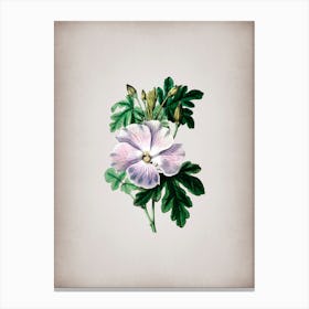 Vintage Wray's Hibiscus Flower Botanical on Parchment n.0535 Canvas Print