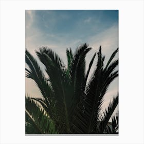 Soft Palms Canvas Print