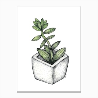 Succulent In A White Pot Canvas Print