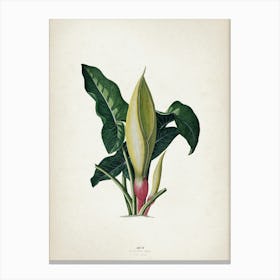 Vintage Ehret 4 Arum Italicum Canvas Print