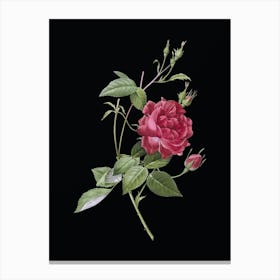 Vintage Blood Red Bengal Rose Botanical Illustration on Solid Black n.0394 Canvas Print