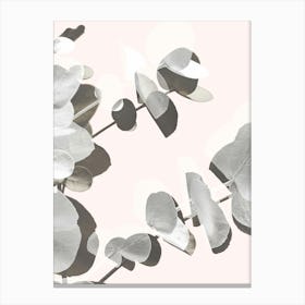 Eucalyptus Leaves 3_2061449 Canvas Print