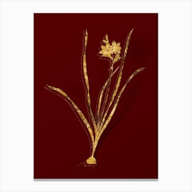 Vintage Gladiolus Lineatus Botanical in Gold on Red n.0593 Canvas Print
