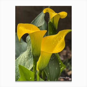 Yellow Calla Lily Canvas Print