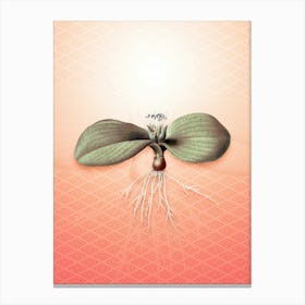 Massonia Pustulata Vintage Botanical in Peach Fuzz Hishi Diamond Pattern n.0266 Canvas Print