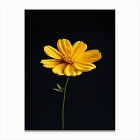 Yellow Cosmos Flower 5 Canvas Print