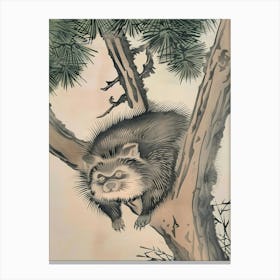 Raccoon In A Tree Canvas Print