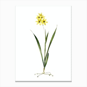 Vintage Ixia Fusco Citrina Botanical Illustration on Pure White n.0727 Canvas Print