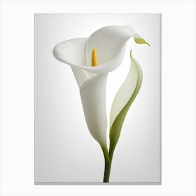 White Calla Lily 3 Canvas Print